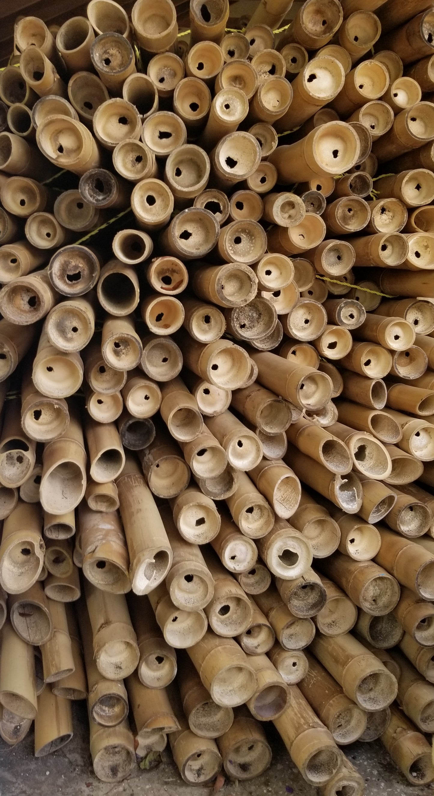 Whole Bamboo Poles